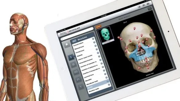 top 5 best free apps to learn human anatomy